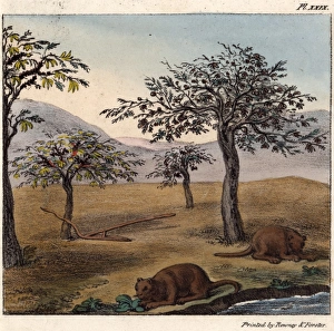 Andes Gallery: Coypu in a landscape, Chile, South America