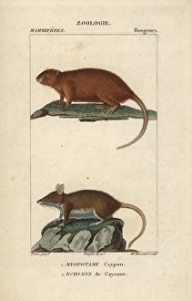 Coypu or river rat, Myocastor coypus, and Cayenne Coypu or river rat, Myocastor coypus, and Cayenne