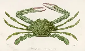 CRAB 1849