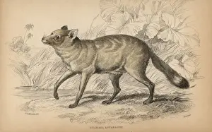 Crab eating fox, Cerdocyon thous guaraxa