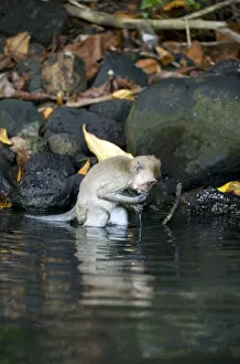 Images Dated 30th June 2011: Crab-eating macaque Long-tailed macaque