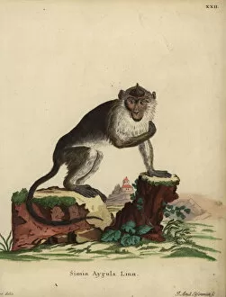 Johann Gallery: Crab-eating macaque, Macaca fascicularis