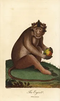 Crab-eating macaque, Macaca fascicularis
