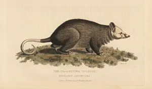 Basire Prints: Crab eating opossum, Didelphis marsupialis cancrivora