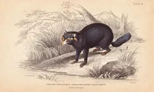Raccoon Prints: Crab eating raccoon, Procyon cancrivorus