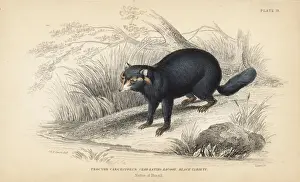 Crab-eating raccoon, Procyon cancrivorus. Black variety