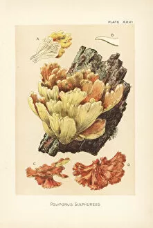 Mushrooms Gallery: Crab-of-the-woods, Laetiporus sulphureus