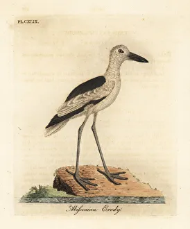 Abyssinian Gallery: Crab plover, Dromas ardeola