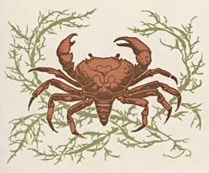 Claw Prints: Crab and seaweed