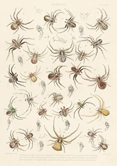 Spider Prints: Crab spiders