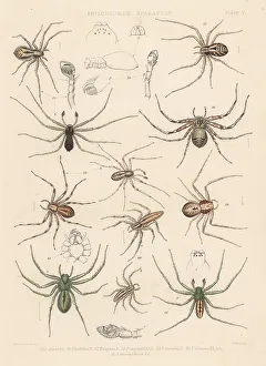 Spider Prints: Crab spiders and green huntsman