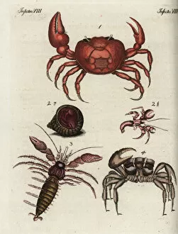 Friedrich Collection: Crab varieties