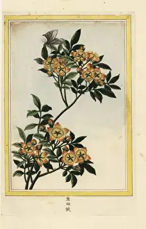 Crabapple, Malus species?
