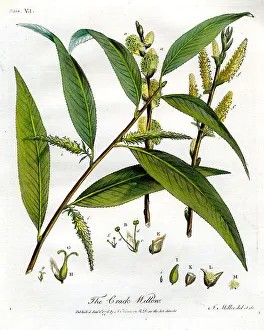 Willow Prints: Crack Willow