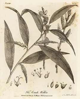 Silva Prints: Crack willow or brittle willow, Salix fragilis