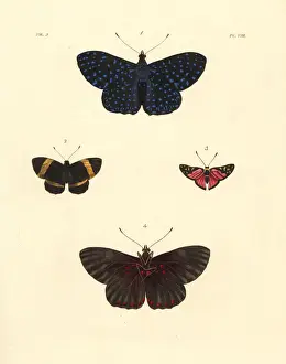Cracker Prints: Cracker butterfly, Hamadryas arethusa, Panara
