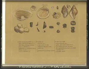 Strata Prints: Craig (Crag) fossils