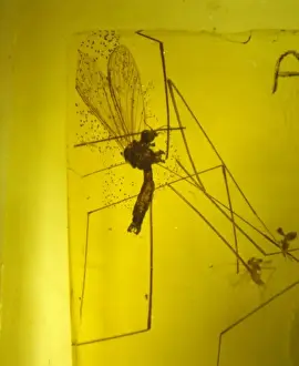 Crane Fly in baltic amber