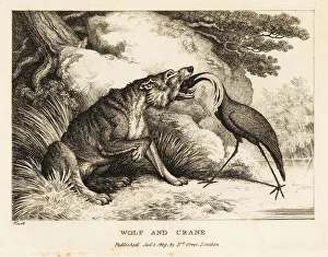 Gay And Phaedrus Prints: A crane puts its head into a wolf's mouth
