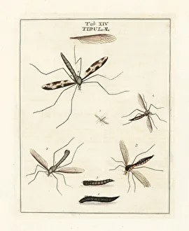 Diptera Prints: Cranefly species