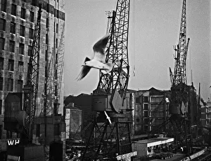 Seagull Prints: Cranes and warehouses on the River Thames