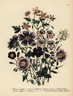 Cranesbill or Geranium species Cranesbill or Geranium species