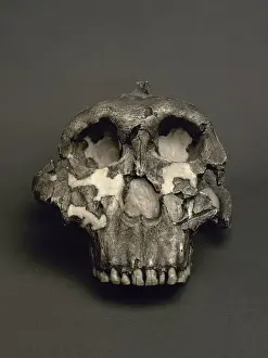 Continent Prints: Cranium of Paranthropus boisei, named Dear Boy. 1, 8