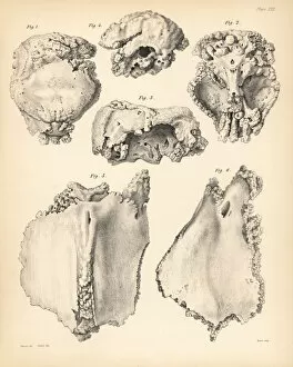 Parisian Collection: Cranium and sternum of the extinct Rodrigues