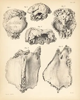 Melville Gallery: Cranium and sternum of the extinct Rodrigues