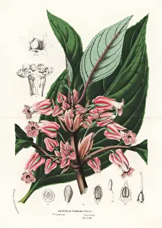 Venezuela Prints: Crantzia tigrina