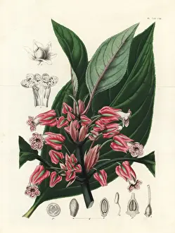 Crantzia tigrina