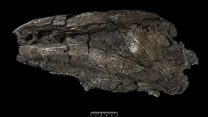 Crassigyrinus