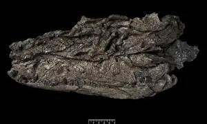 Palaeontological Prints: Crassigyrinus