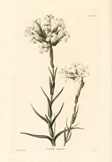 Crassula fascicularis