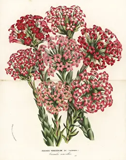 Crassula fascicularis varieties