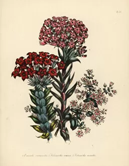 Jane Gallery: Crassula and kalosanthes species