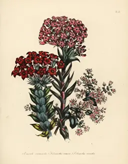 Ornamental Prints: Crassula and kalosanthes species