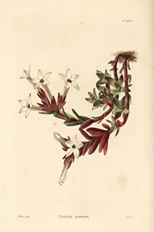 Shotter Prints: Crassula obtusa