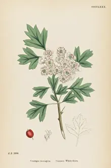 Thorn Prints: Crataegus Monogyna