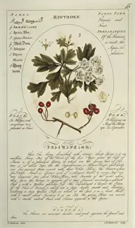 Fabidae Prints: Crataegus monygna, hawthorn