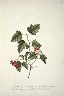 Ehret Prints: Crataegus phaenopyrum (L. f. ), Washington hawthorn