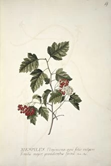 Georg Dionysius Ehret Collection: Crataegus phaenopyrum (L. f. ), Washington hawthorn