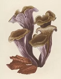 Funghi Collection: Craterellus Cornucopiode