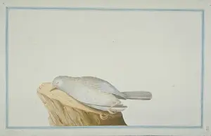 Loten Prints: Crateropus sp