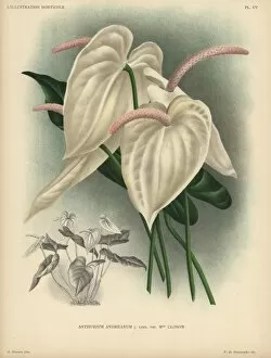Anthurium Collection: Cream colored flamingo flower or anthurium
