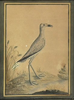 Women Artists Collection: Cream-coloured courser (juvenile)