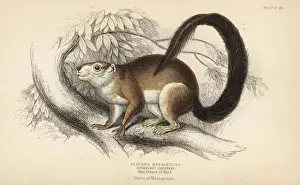 Cream-coloured giant squirrel, Ratufa affinis