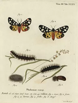 Phalaena Collection: Cream-spot tiger moth, Epicallia villica