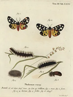 Phalaena Collection: Cream-spot tiger moth, Epicallia villica