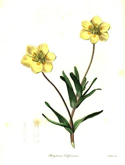 Maund Collection: Creamcups or Californian platystemon, Platystemon